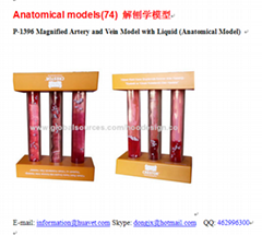 P-1396 Magnified Artery and Vein Model with Liquid (Anatomical Model) 