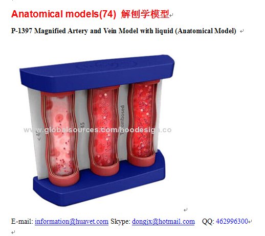 P-1397 Magnified Artery and Vein Model with liquid (Anatomical Model) 
