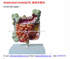 P-1425 GIT Model 