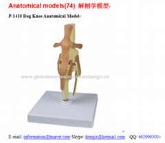 P-1410 Dog Knee Anatomical Model