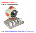 P-1408 Dog Eyeball Anatomical Model