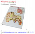 P-1421 Respiratory System Model