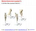 P-1409 Horse Bone Anatomical Model Sets 1