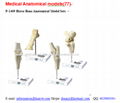 P-1409 Horse Bone Anatomical Model Sets