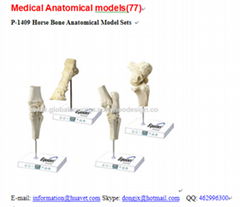 P-1409 Horse Bone Anatomical Model Sets