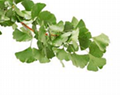 Ginkgo Biloba Leaf Extract