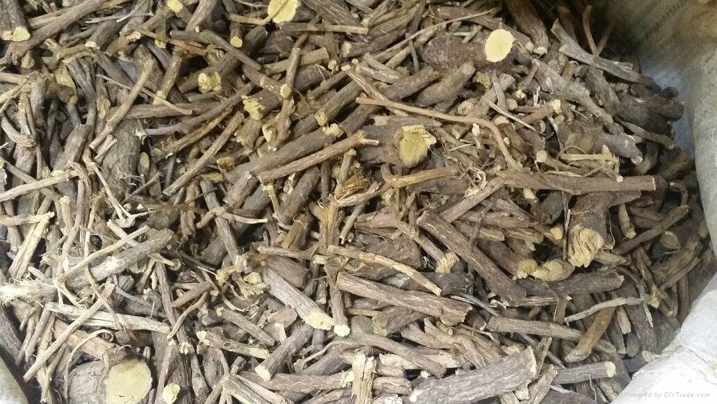 Licorice Root Regular FAQ FAQ Botani (United Arab Emirates