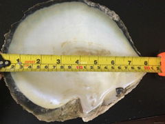 MOP Shell - UAE