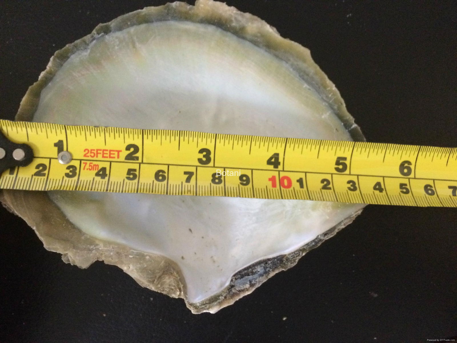 MOP Shell - UAE 2