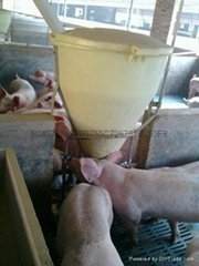 豬用干濕料槽