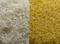 黄金米生产线 2