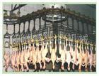 Poultry slaughtering line 4