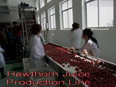 Hawthorn Juice Production Line