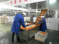 Fresh Mandarin Juice Production Line 3