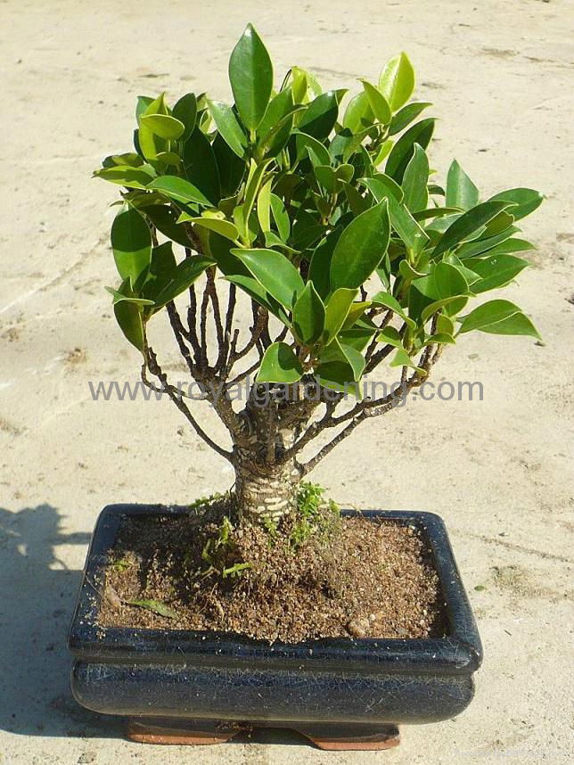 Ficus bonsai 15cm-20cm-25cm ball shape