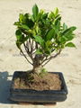 Ficus bonsai 15cm-20cm-25cm ball shape 1