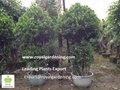 Ficus cage plant for landscaping 3