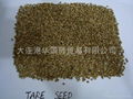 sorghum