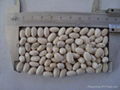 White Kidney Beans Japanese Shape