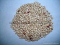 red sorghum