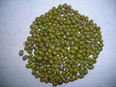 Mung Bean 