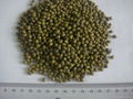 Mung Bean 