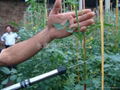 tomato pollination tool,Tomato pollinators