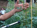 tomato pollination tool,Tomato pollinators 