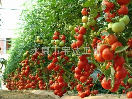 厂家直销台湾SUCA电动番茄授粉器|番茄授粉器|西红柿授粉器 4