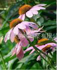 Echinacea Herb P.E.