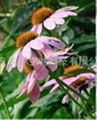 Echinacea Herb P.E. 1