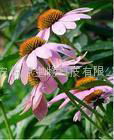 Echinacea Herb P.E. 2