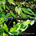 Epimedium Herb P.E. 1