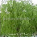 White Willow Bark P.E