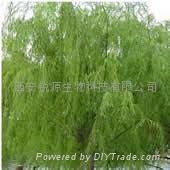 White Willow Bark P.E