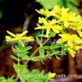 St. John’s Wort P.E. 1