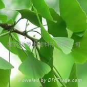 Ginkgo Leaf P.E.