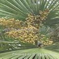 Saw Palmetto P.E