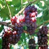 Grape Seed P.E.