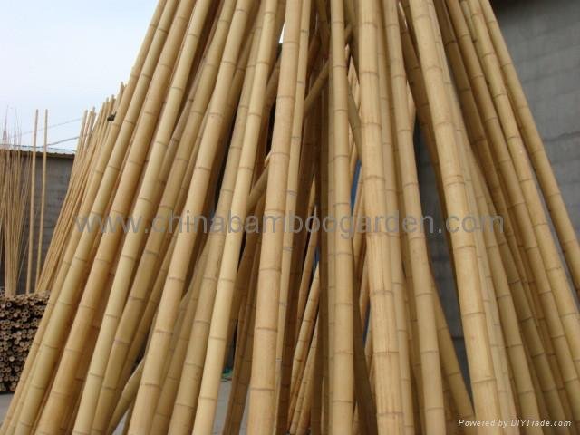 bamboo cane,pole,stake