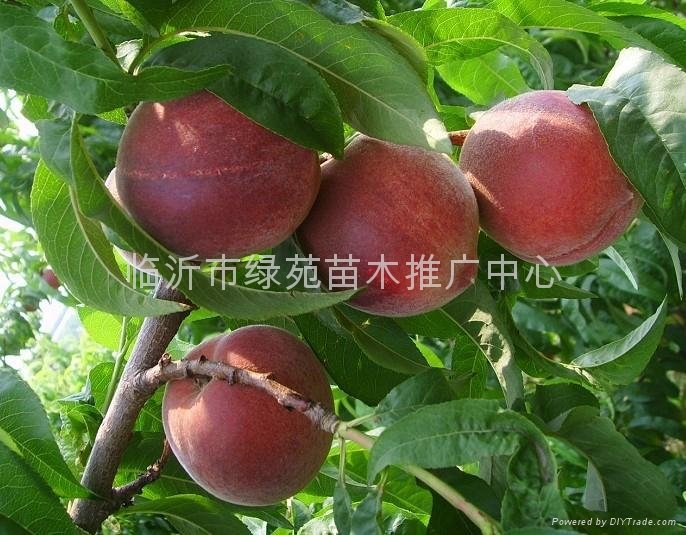矮化苹果苗 3
