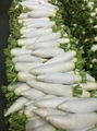 White radish 6