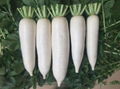 White radish 3