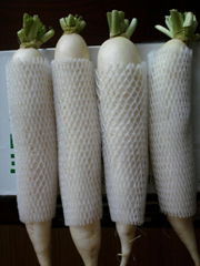 White radish