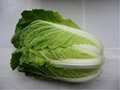 Cabbage 7