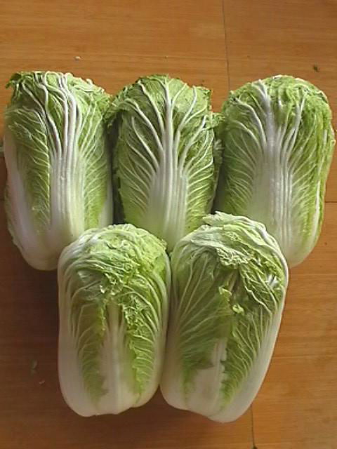 Cabbage 4