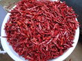 Dry chilli 2