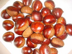 Chestnut