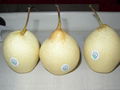 Pear 1