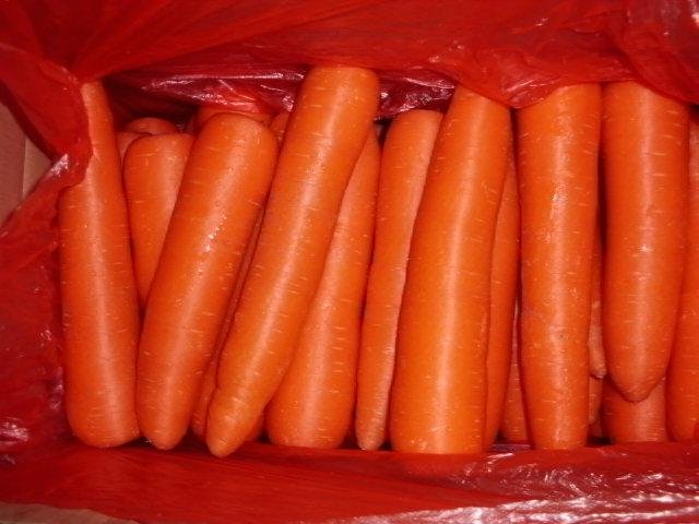 Carrot 5